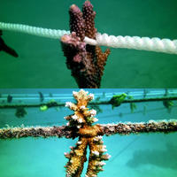 Two close up views of coral growing at a coral restoration site at Kokomo Private Island.