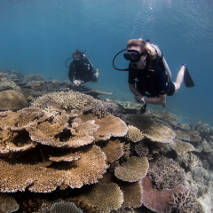 Divers viewing unique coral shapes at Kokomo Island Fiji