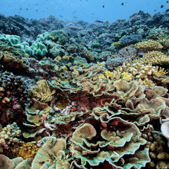 Hard Coral at Kokomo Private Island Fiji