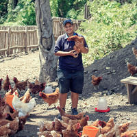 Free-range chickens at the farm at Kokomo Private Island Fiji