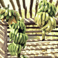 Bananas growing at the farm at Kokomo Private Island Fiji