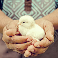 The resident farmer holding baby chicken at the farm at Kokomo Private Island Fiji
