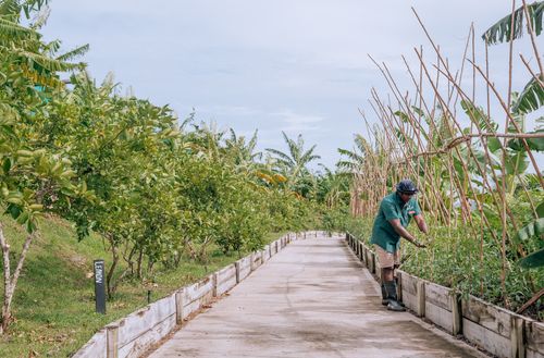 A farm team member planting a small green plant at the Kokomo Private Island Fiji farm.