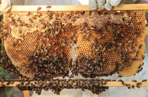 Bees covering a fresh piece of honeycomb being held up over a beehive.