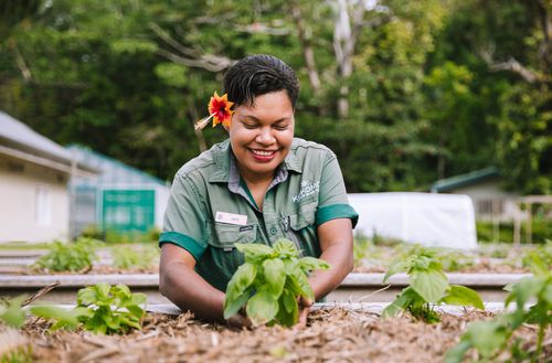 A farm team member tending to herbs at the Kokomo Private Island Fiji farm.