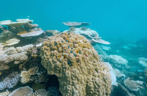 A large cluster of coral with assorted colours.