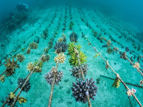 Coral Restoration – Kokomo Private Island Fiji