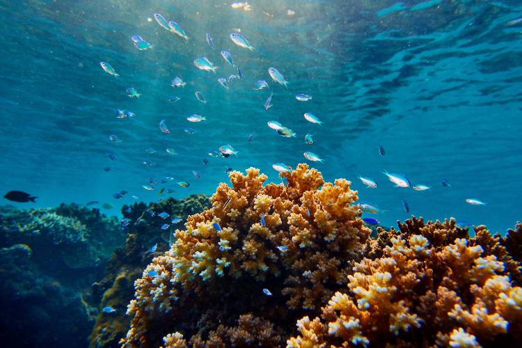 Kokomo’s Pledge on World Oceans Day 2020 – News – Kokomo Private Island ...